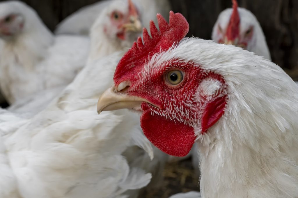 Chicken Export: What You, entrepreneur, need to know to expand your business beyond borders